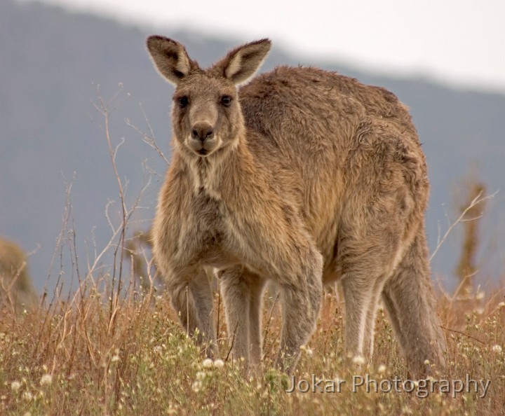 Rendezvous Creek 0043-2.jpg - Eastern Grey Kangaroo, Rendezvous Creek, Namadgi National Park, ACT